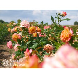 Gartenspaẞ® Duże, pełne, zbite  kwiaty o herbacianej barwie i przyjemnym zapachu. Niski krzew.