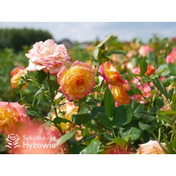 Gartenspaẞ® Duże, pełne, zbite  kwiaty o herbacianej barwie i przyjemnym zapachu. Niski krzew.