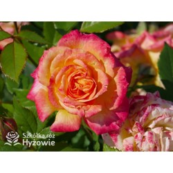 Gartenspaẞ® Duże, pełne, zbite  kwiaty o herbacianej barwie i przyjemnym zapachu. Niski krzew.