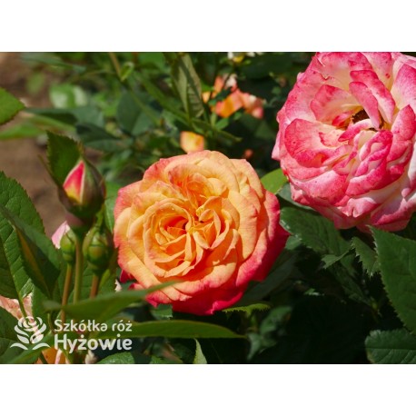 Gartenspaẞ® Duże, pełne, zbite  kwiaty o herbacianej barwie i przyjemnym zapachu. Niski krzew.