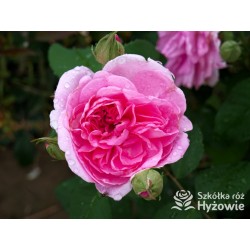 Gertrude Jekyll™ (Ausbord) Duże , szczelnie nabite płatkami kwiaty, ciemnoróżowej barwy, bardzo intensywnie pachnące. Niskie krz