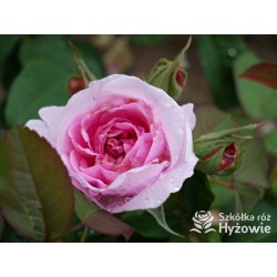 Gertrude Jekyll™ (Ausbord) Duże , szczelnie nabite płatkami kwiaty, ciemnoróżowej barwy, bardzo intensywnie pachnące. Niskie krz