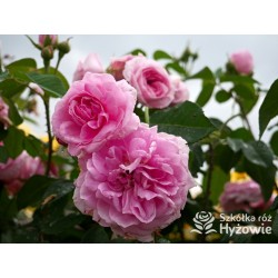 Gertrude Jekyll™ (Ausbord) Duże , szczelnie nabite płatkami kwiaty, ciemnoróżowej barwy, bardzo intensywnie pachnące. Niskie krz