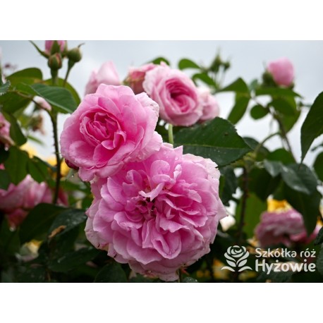 Gertrude Jekyll™ (Ausbord) Duże , szczelnie nabite płatkami kwiaty, ciemnoróżowej barwy, bardzo intensywnie pachnące. Niskie krz