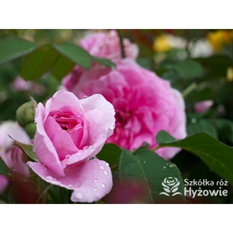 Gertrude Jekyll™ (Ausbord) Duże , szczelnie nabite płatkami kwiaty, ciemnoróżowej barwy, bardzo intensywnie pachnące. Niskie krz