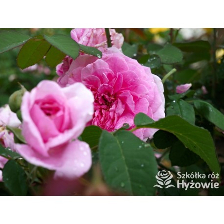 Gertrude Jekyll™ (Ausbord) Duże , szczelnie nabite płatkami kwiaty, ciemnoróżowej barwy, bardzo intensywnie pachnące. Niskie krz