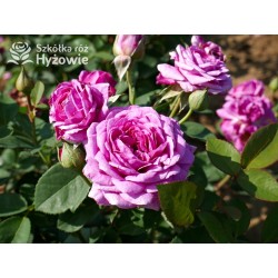 Heidi Klum® Dużę, nabite płatkami kwiaty o fioletowej barwie i intensywnym zapachu. Ciemne i matowe liście. Niziutki krzew.