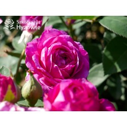 Heidi Klum® Dużę, nabite płatkami kwiaty o fioletowej barwie i intensywnym zapachu. Ciemne i matowe liście. Niziutki krzew.