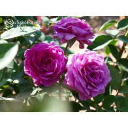 Heidi Klum® Dużę, nabite płatkami kwiaty o fioletowej barwie i intensywnym zapachu. Ciemne i matowe liście. Niziutki krzew.