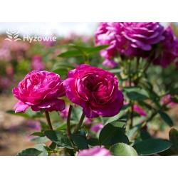 Heidi Klum® Dużę, nabite płatkami kwiaty o fioletowej barwie i intensywnym zapachu. Ciemne i matowe liście. Niziutki krzew.