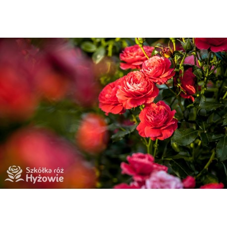 Cherry Girl® Duże kwiaty, wiśniowej barwy, szczelnie wypełnione płatkami, o przyjemnym zapachu. Błyszczące liście. Niski krzew