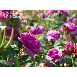 Heidi Klum® Dużę, nabite płatkami kwiaty o fioletowej barwie i intensywnym zapachu. Ciemne i matowe liście. Niziutki krzew.