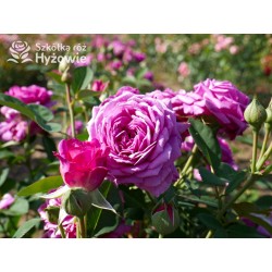 Heidi Klum® Dużę, nabite płatkami kwiaty o fioletowej barwie i intensywnym zapachu. Ciemne i matowe liście. Niziutki krzew.