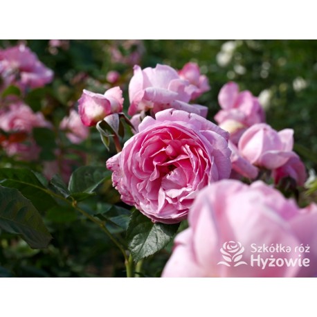 Kölner Flora® duży, szczelnie wypełnione płatkami o różowej barwie kwiaty, przyjemnym zapachu. Średniej wysokości krzew.