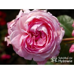 Kölner Flora® duży, szczelnie wypełnione płatkami o różowej barwie kwiaty, przyjemnym zapachu. Średniej wysokości krzew.