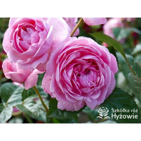 Kölner Flora® duży, szczelnie wypełnione płatkami o różowej barwie kwiaty, przyjemnym zapachu. Średniej wysokości krzew.