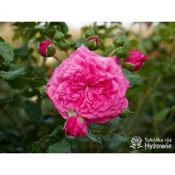 Laguna® Kwiaty pokaźne, ciemnoróżowej barwy, szczelnie wypełnione płatkami, o intensywnym zapachu. Wysoki krzew.