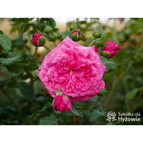 Laguna® Kwiaty pokaźne, ciemnoróżowej barwy, szczelnie wypełnione płatkami, o intensywnym zapachu. Wysoki krzew.