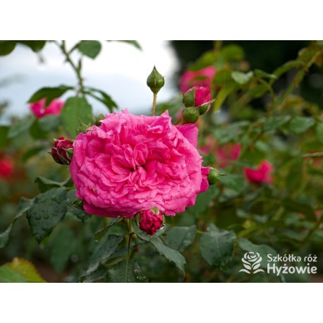 Laguna® Kwiaty pokaźne, ciemnoróżowej barwy, szczelnie wypełnione płatkami, o intensywnym zapachu. Wysoki krzew.