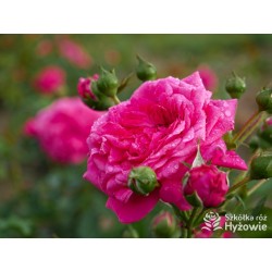 Laguna® Kwiaty pokaźne, ciemnoróżowej barwy, szczelnie wypełnione płatkami, o intensywnym zapachu. Wysoki krzew.