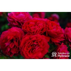 Cherry Girl® Duże kwiaty, wiśniowej barwy, szczelnie wypełnione płatkami, o przyjemnym zapachu. Błyszczące liście. Niski krzew