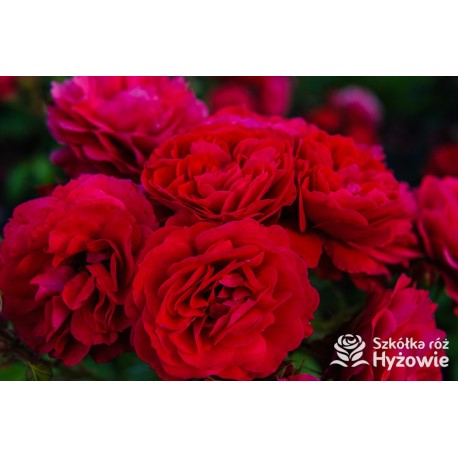 Cherry Girl® Duże kwiaty, wiśniowej barwy, szczelnie wypełnione płatkami, o przyjemnym zapachu. Błyszczące liście. Niski krzew