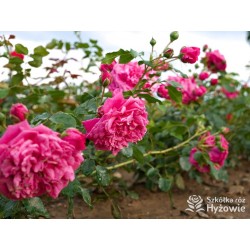 Laguna® Kwiaty pokaźne, ciemnoróżowej barwy, szczelnie wypełnione płatkami, o intensywnym zapachu. Wysoki krzew.