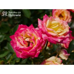 Little Sunset® niewielkie kwiaty w licznych gronach. Czerwono-złota barwa. Niziutki krzew.