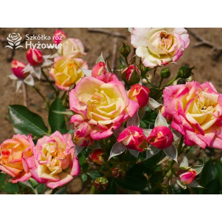 Little Sunset® niewielkie kwiaty w licznych gronach. Czerwono-złota barwa. Niziutki krzew.