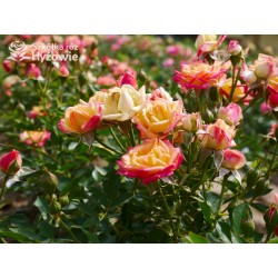 Little Sunset® niewielkie kwiaty w licznych gronach. Czerwono-złota barwa. Niziutki krzew.