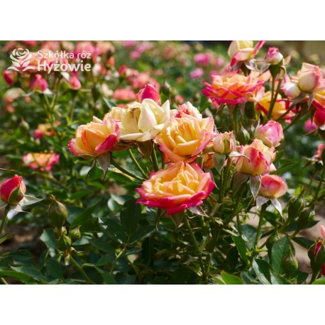 Little Sunset® niewielkie kwiaty w licznych gronach. Czerwono-złota barwa. Niziutki krzew.