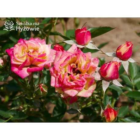 Little Sunset® niewielkie kwiaty w licznych gronach. Czerwono-złota barwa. Niziutki krzew.