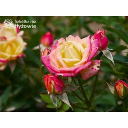 Little Sunset® niewielkie kwiaty w licznych gronach. Czerwono-złota barwa. Niziutki krzew.