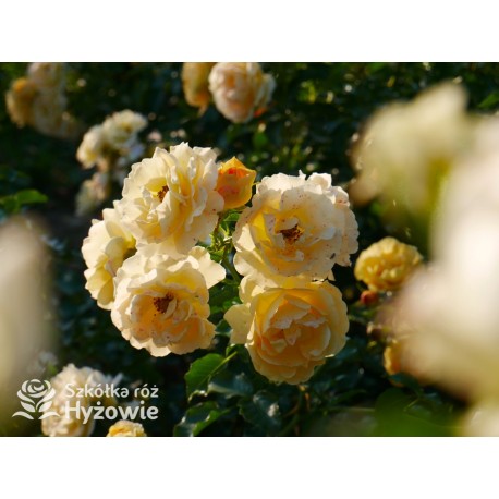 Lizzy® Złotej barwy kwiaty , pofalowane płatki. Żywo zielone liście. Wysoki krzew.