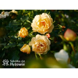 Lizzy® Złotej barwy kwiaty , pofalowane płatki. Żywo zielone liście. Wysoki krzew.