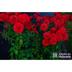 Cherry Girl® Duże kwiaty, wiśniowej barwy, szczelnie wypełnione płatkami, o przyjemnym zapachu. Błyszczące liście. Niski krzew