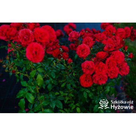 Cherry Girl® Duże kwiaty, wiśniowej barwy, szczelnie wypełnione płatkami, o przyjemnym zapachu. Błyszczące liście. Niski krzew