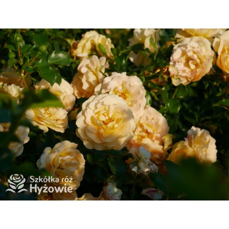 Lizzy® Złotej barwy kwiaty , pofalowane płatki. Żywo zielone liście. Wysoki krzew.