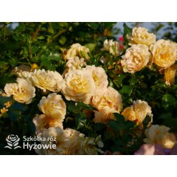 Lizzy® Złotej barwy kwiaty , pofalowane płatki. Żywo zielone liście. Wysoki krzew.