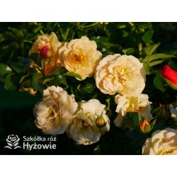 Lizzy® Złotej barwy kwiaty , pofalowane płatki. Żywo zielone liście. Wysoki krzew.