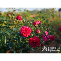 Lola® Drobne kwiatuszki, malinowej barwy, bardzo przyjemnie pachnie. Wysoki krzew.