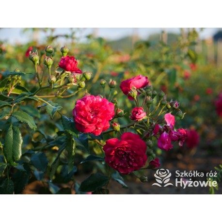 Lola® Drobne kwiatuszki, malinowej barwy, bardzo przyjemnie pachnie. Wysoki krzew.