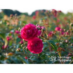 Lola® Drobne kwiatuszki, malinowej barwy, bardzo przyjemnie pachnie. Wysoki krzew.