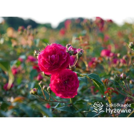 Lola® Drobne kwiatuszki, malinowej barwy, bardzo przyjemnie pachnie. Wysoki krzew.