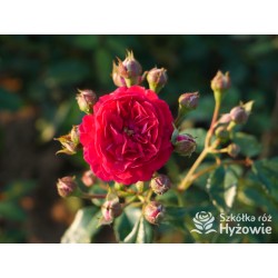 Lola® Drobne kwiatuszki, malinowej barwy, bardzo przyjemnie pachnie. Wysoki krzew.