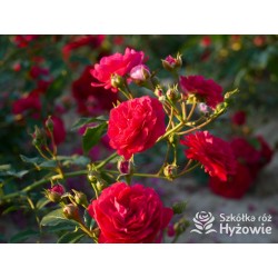 Lola® Drobne kwiatuszki, malinowej barwy, bardzo przyjemnie pachnie. Wysoki krzew.