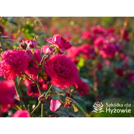 Lola® Drobne kwiatuszki, malinowej barwy, bardzo przyjemnie pachnie. Wysoki krzew.