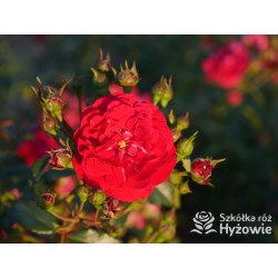 Lola® Drobne kwiatuszki, malinowej barwy, bardzo przyjemnie pachnie. Wysoki krzew.