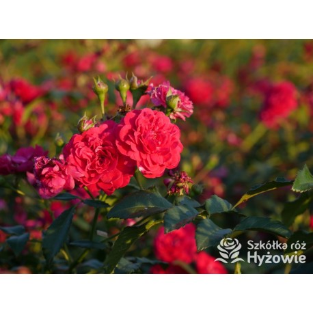 Lola® Drobne kwiatuszki, malinowej barwy, bardzo przyjemnie pachnie. Wysoki krzew.