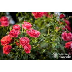 Cherry Girl® Duże kwiaty, wiśniowej barwy, szczelnie wypełnione płatkami, o przyjemnym zapachu. Błyszczące liście. Niski krzew